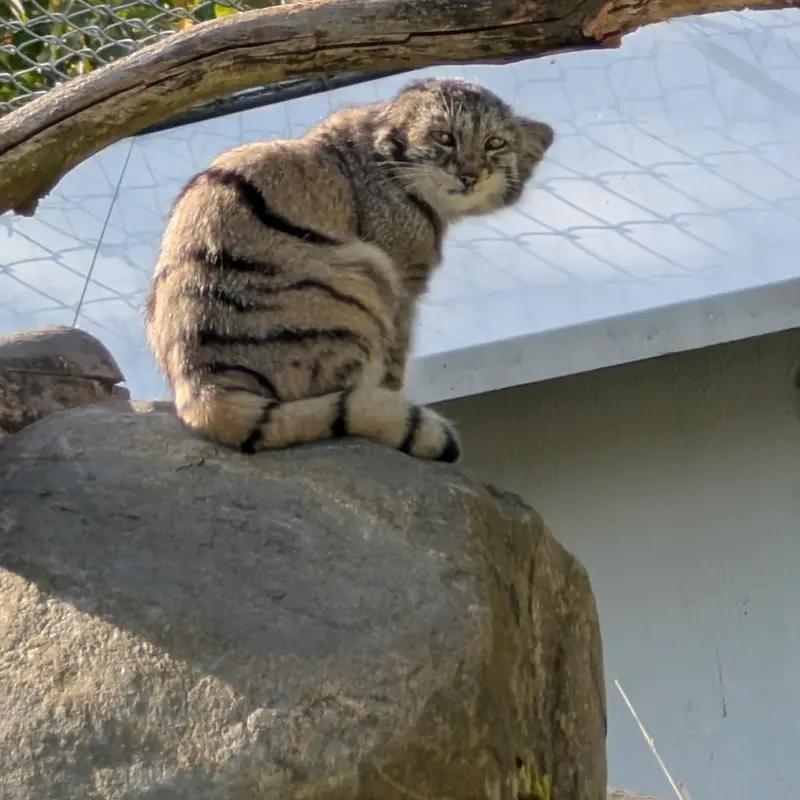 コルケアサーリ動物園のサイミの写真