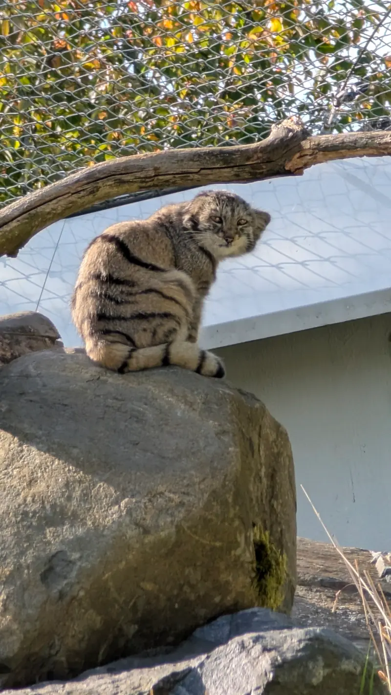 コルケアサーリ動物園のサイミの写真