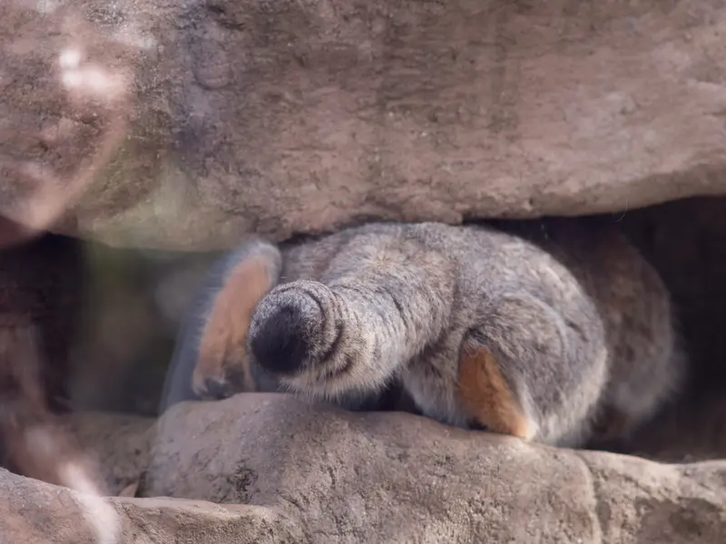 埼玉県こども動物自然公園のオトの写真
