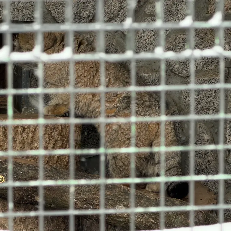 レニングラード動物園のスヴェンの写真