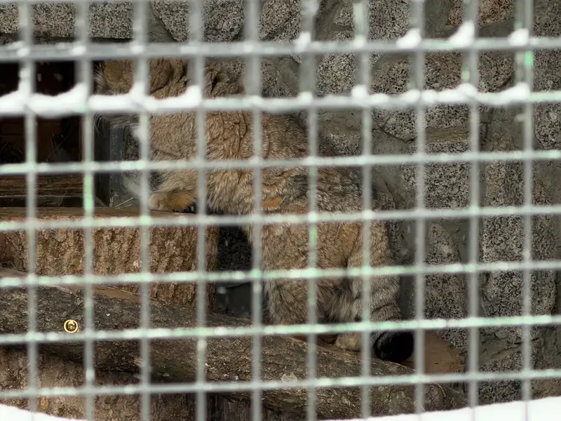 レニングラード動物園のスヴェンの写真