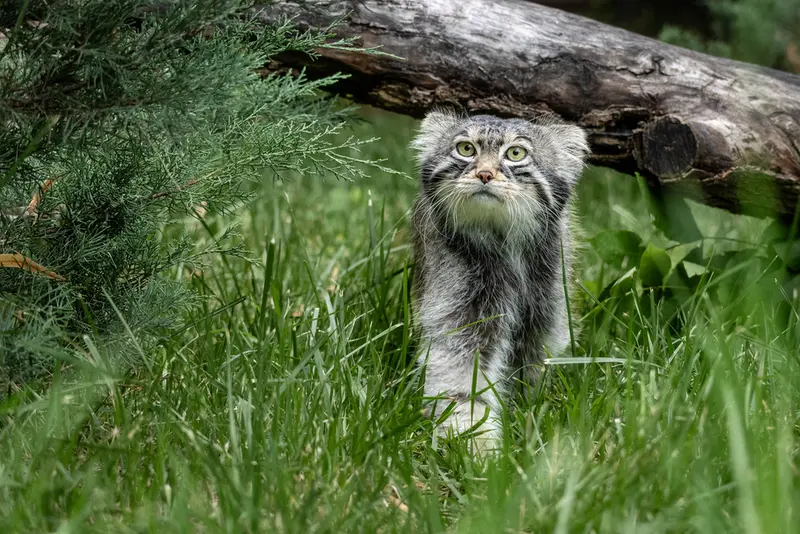 モスクワ動物園のティモフェイの写真