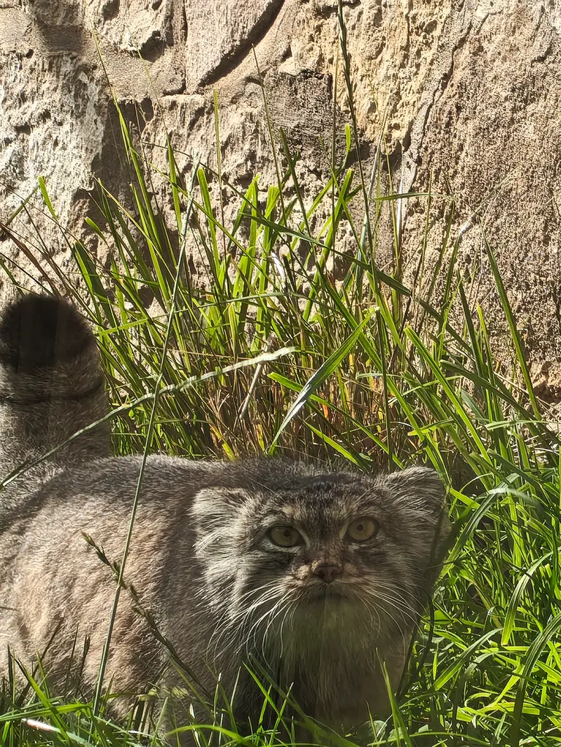 エディンバラ動物園のダッチェスの写真