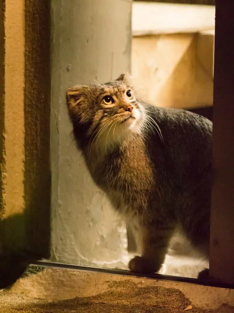 野毛山動物園のフィーガの写真