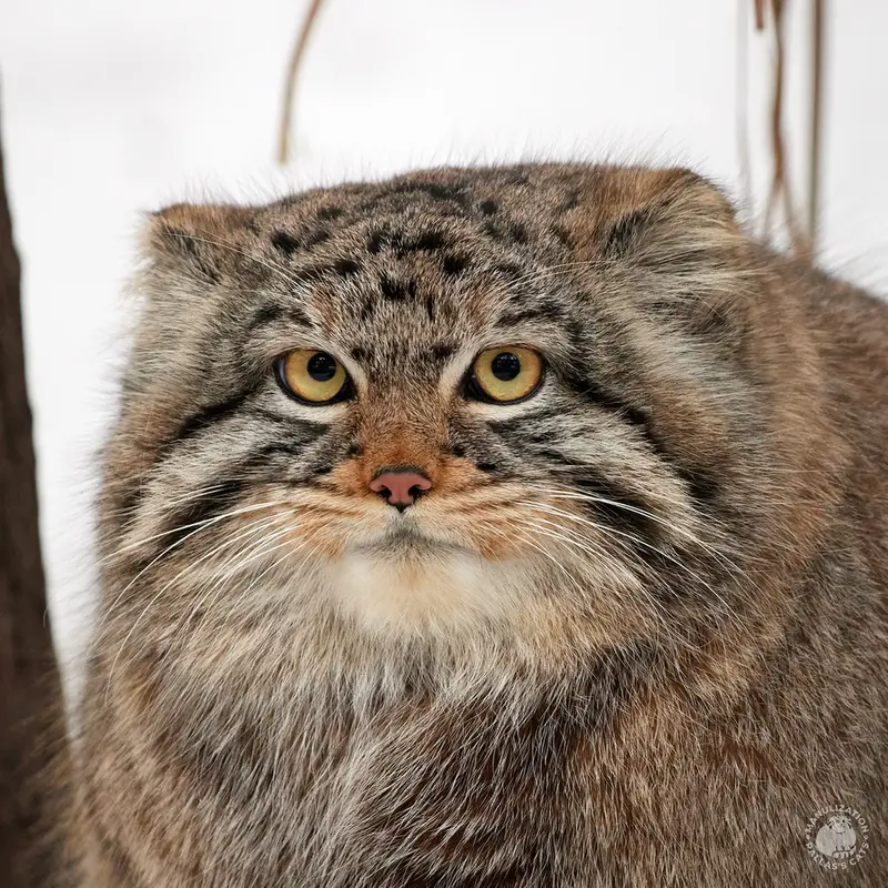 ノヴォシビルスク動物園のマヌルネコのゾーシャ