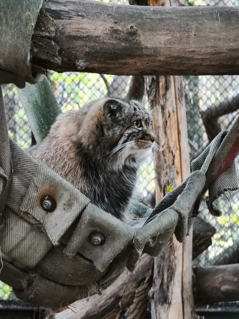 ノヴォシビルスク動物園のマヌルネコの写真