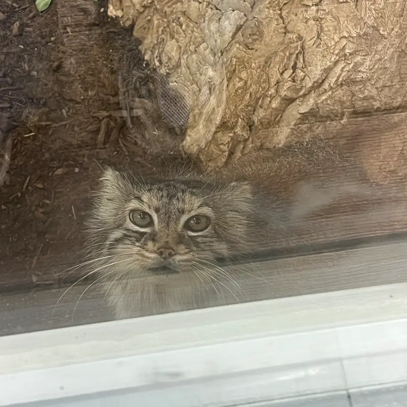 ミル・マウンテン動物園のノルブの写真