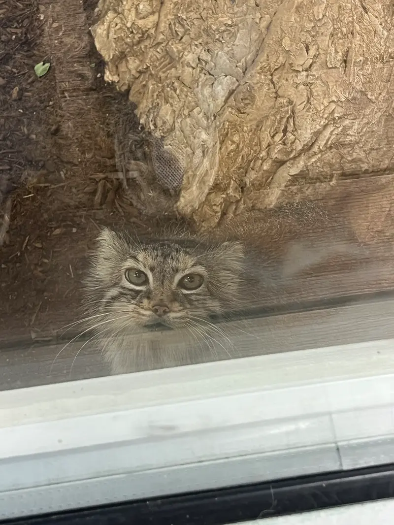ミル・マウンテン動物園のノルブの写真