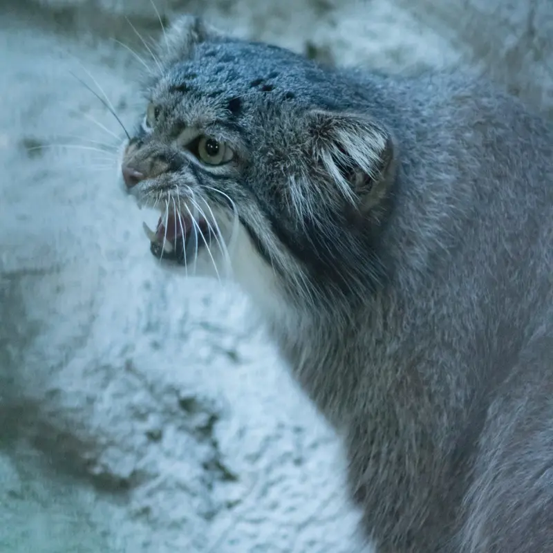 野毛山動物園のフィーガの写真