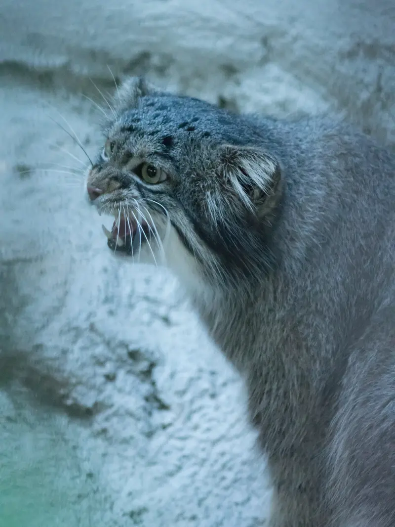 野毛山動物園のフィーガの写真