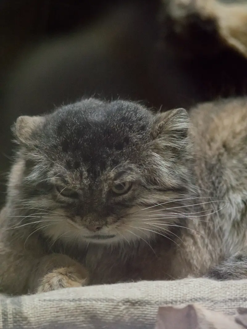 恩賜上野動物園のプリームラの写真