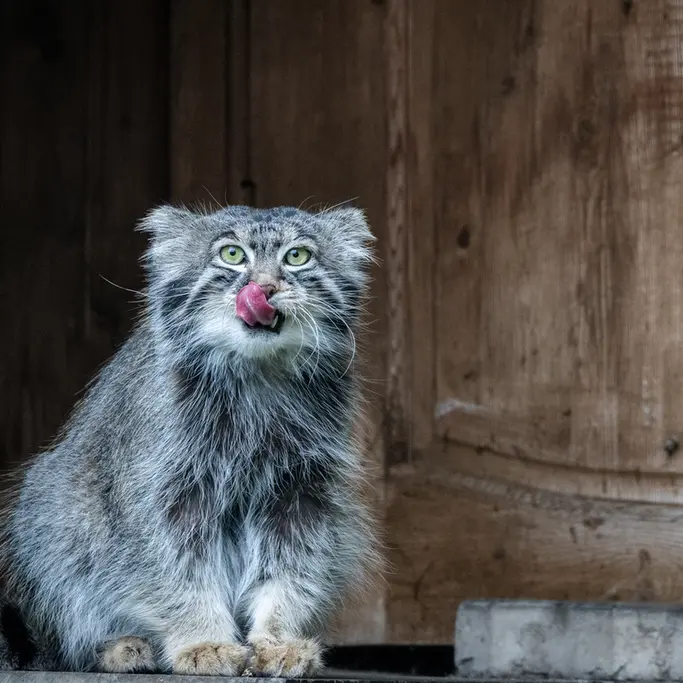 モスクワ動物園のティモフェイの写真