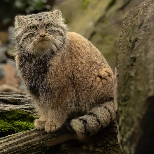 オストラヴァ動物園のモイラの写真