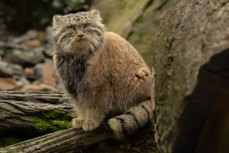 オストラヴァ動物園のモイラの写真