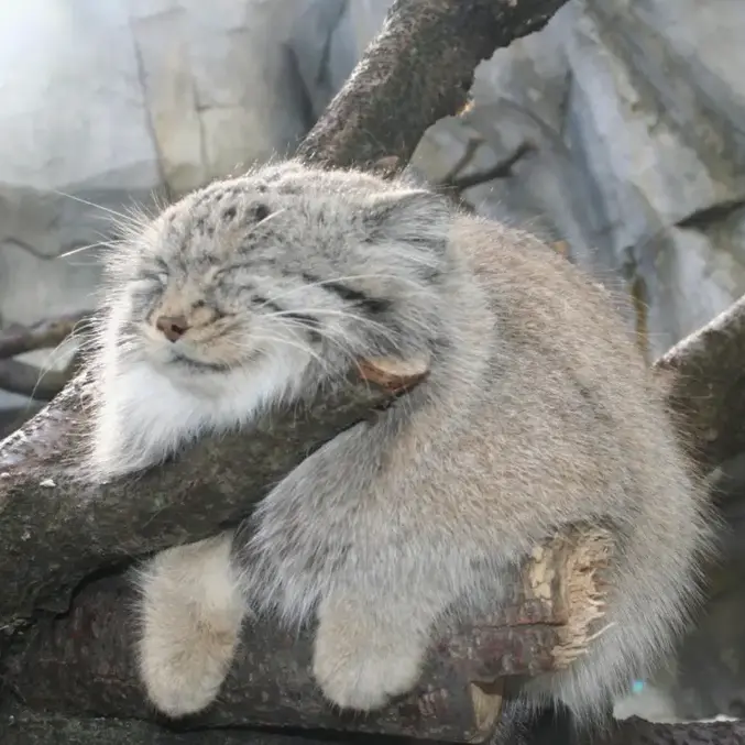 コロンバス動物園と水族館のバディの写真