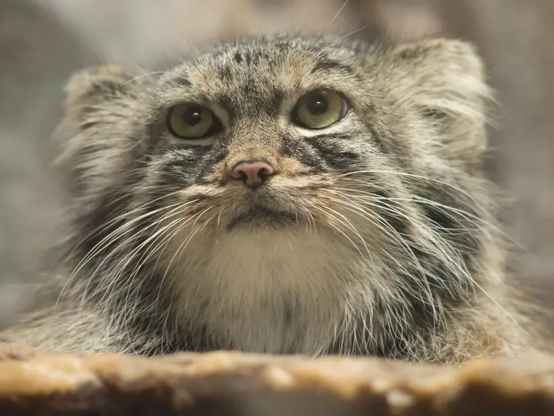 恩賜上野動物園のサフランの写真