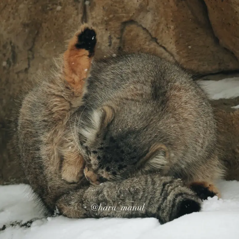 那須どうぶつ王国のポリーの写真
