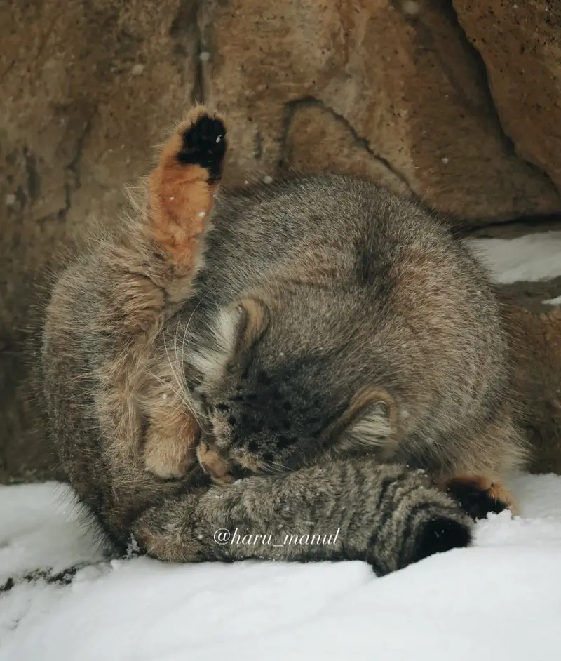 那須どうぶつ王国のポリーの写真