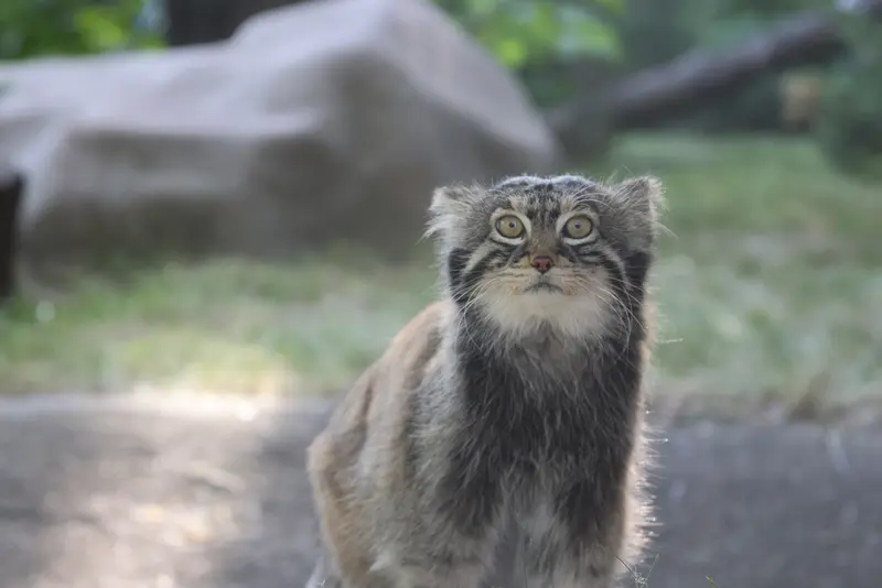 モスクワ動物園のティモフェイの写真