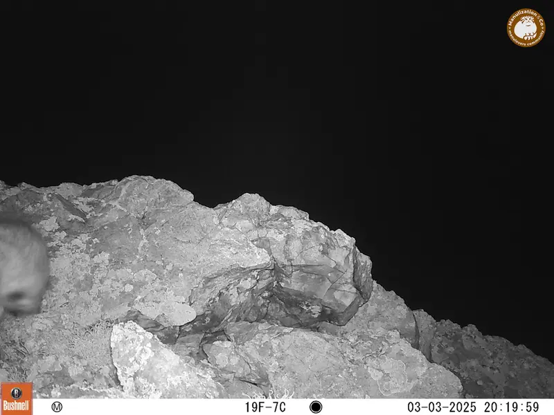 ベッショキー1カメラトラップで撮影したOtocolobus manul manulの写真