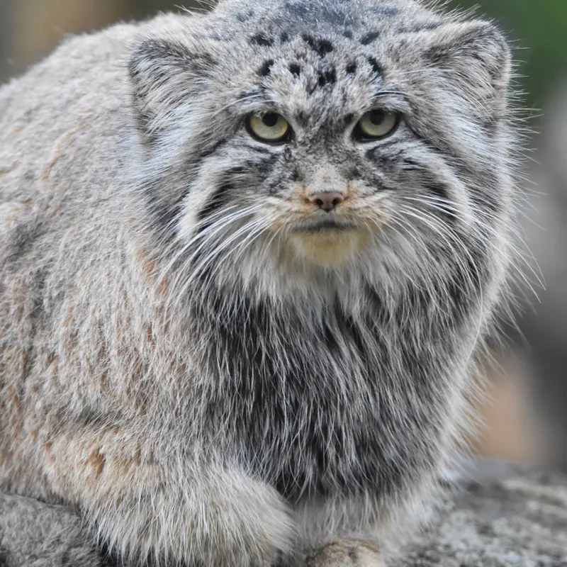 オストラヴァ動物園のモイラの写真