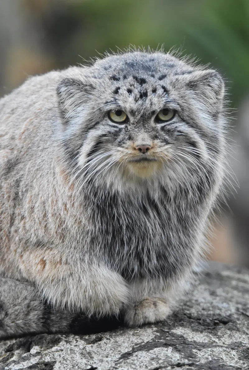 オストラヴァ動物園のモイラの写真