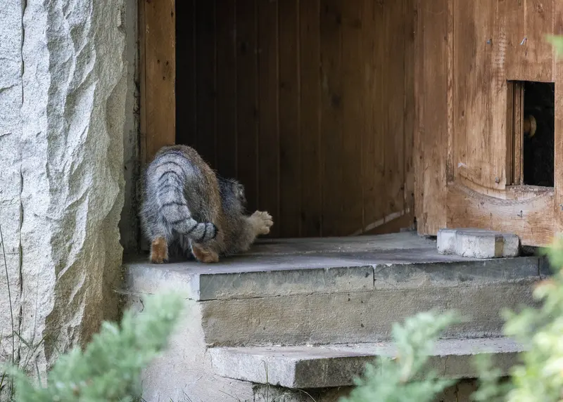 モスクワ動物園のティモフェイの写真