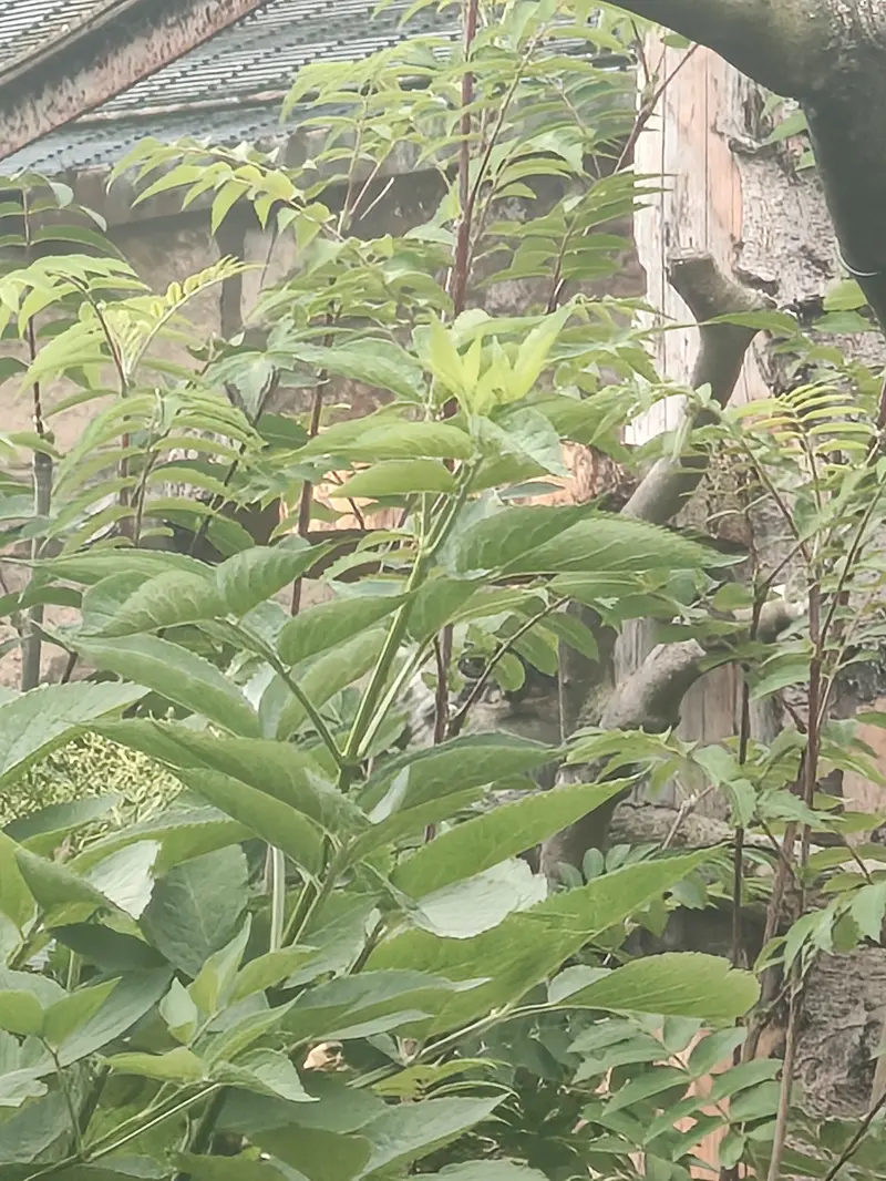 デュシェスが来た! 😻