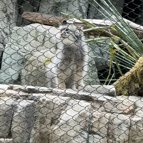 ウッドランド・パーク動物園のマヌルネコの写真