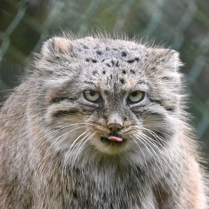 オペル動物園のマヌルネコのフェイ