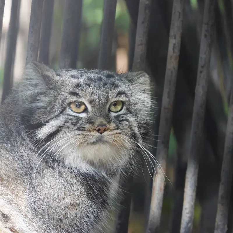 ノヴォシビルスク動物園のカトゥンの写真