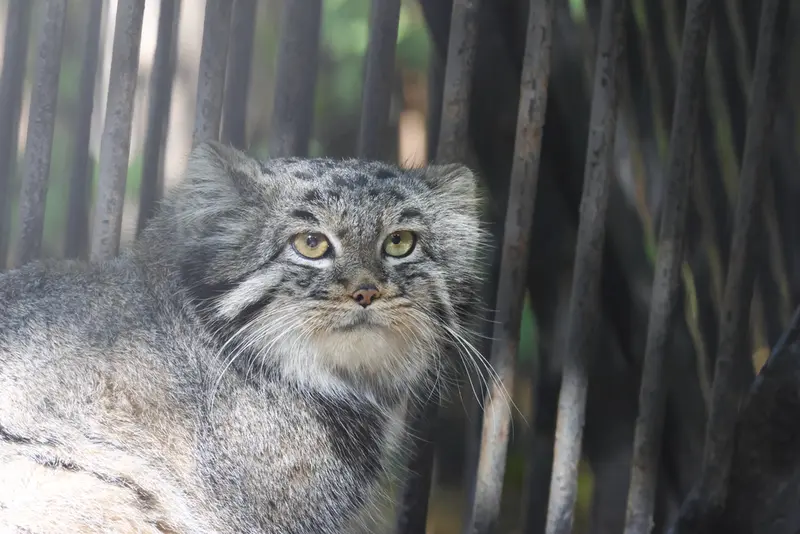 ノヴォシビルスク動物園のカトゥンの写真