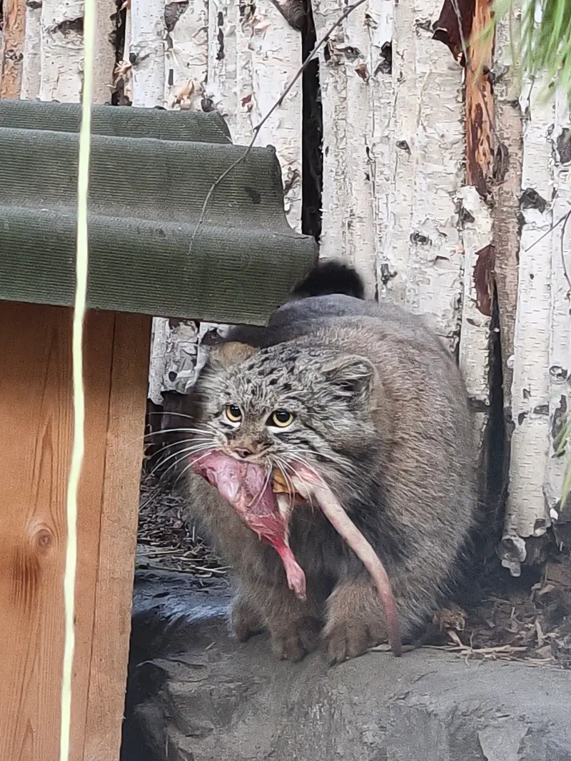ノヴォシビルスク動物園のマヌルネコの写真