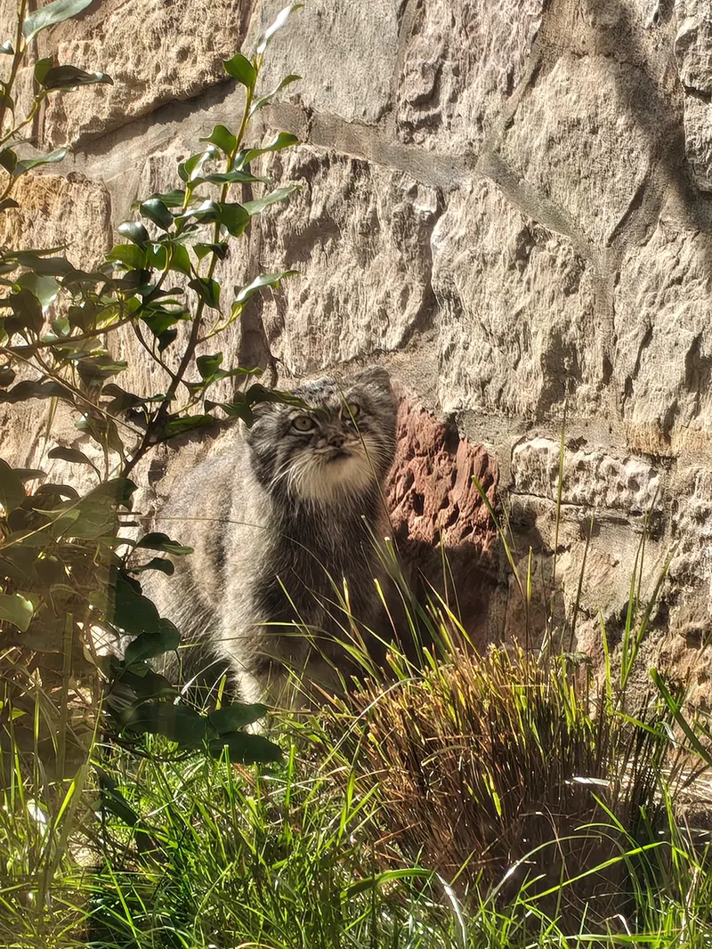 エディンバラ動物園のダッチェスの写真