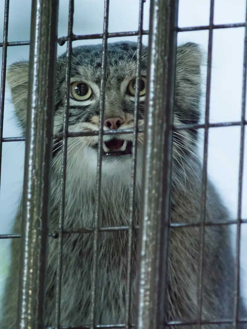 野毛山動物園のフィーガの写真