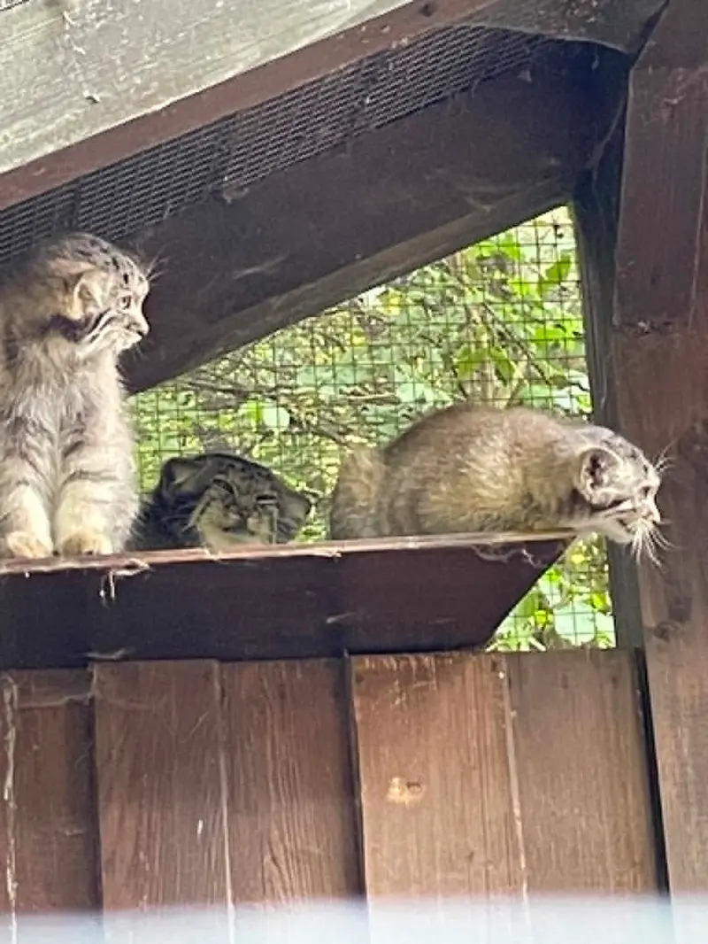 Alani, Aysen and the minuls from Košice