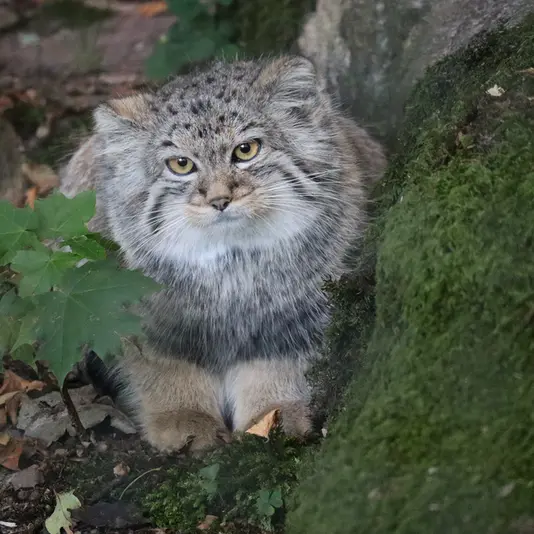 ノルデンス・アークのトゥールーズの写真