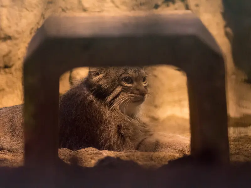 野毛山動物園のフィーガの写真