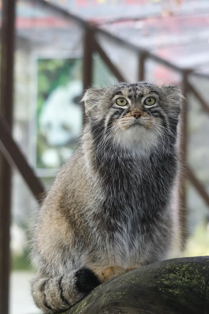 モスクワ動物園のティモフェイの写真