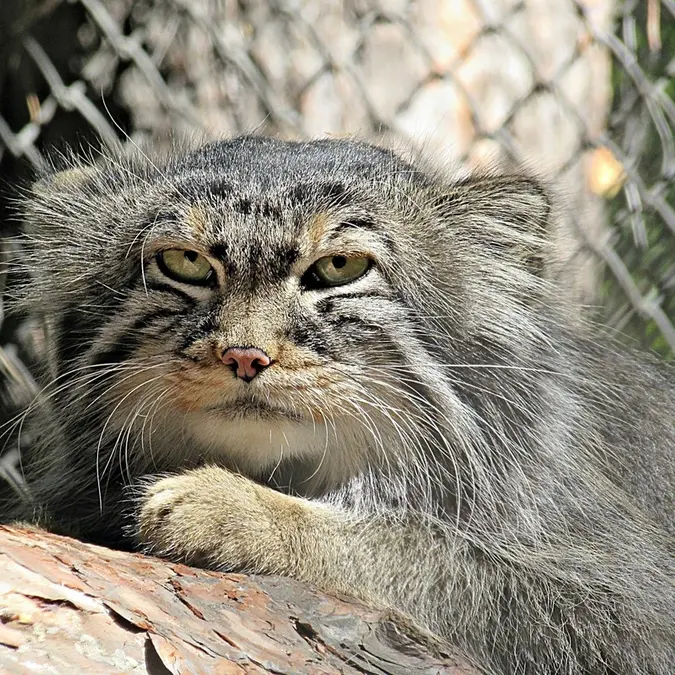 ノヴォシビルスク動物園のゼレノゴルスクの写真