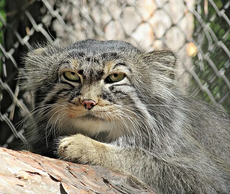ノヴォシビルスク動物園のゼレノゴルスクの写真