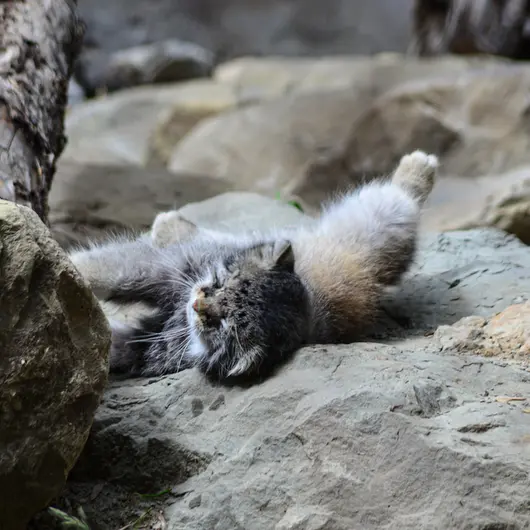 カルガリー動物園 / ワイルダー研究所のオラフの写真