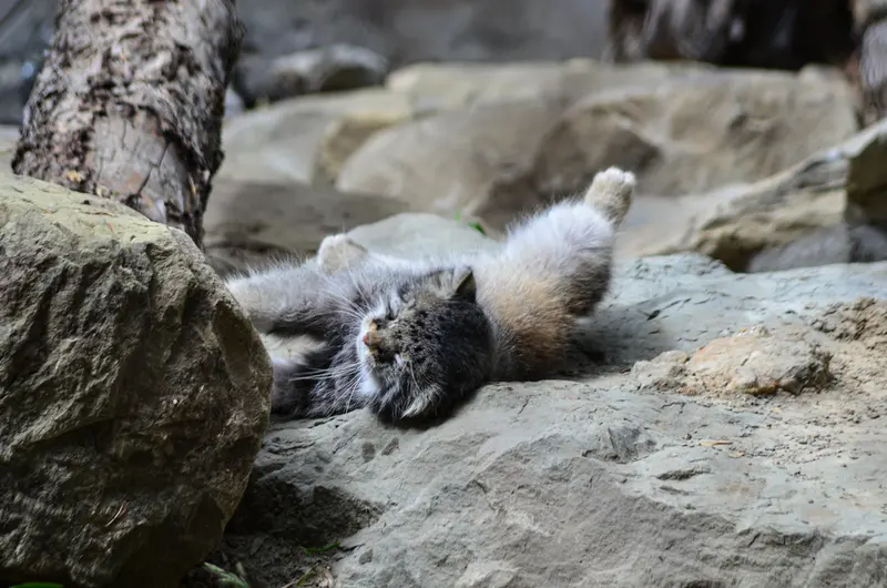 カルガリー動物園 / ワイルダー研究所のオラフの写真
