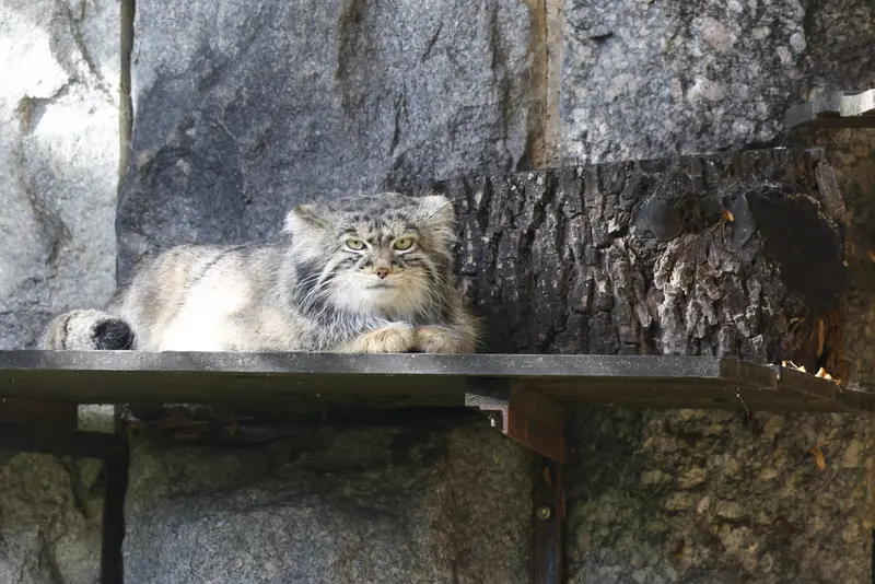 モスクワ動物園のティモフェイの写真
