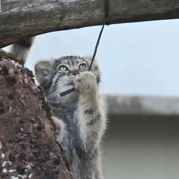 コルケアサーリ動物園のステンの写真