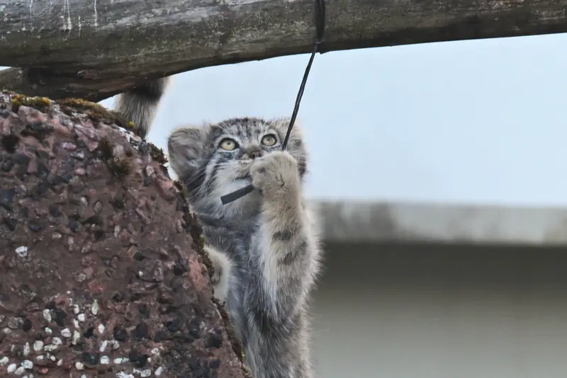 コルケアサーリ動物園のステンの写真