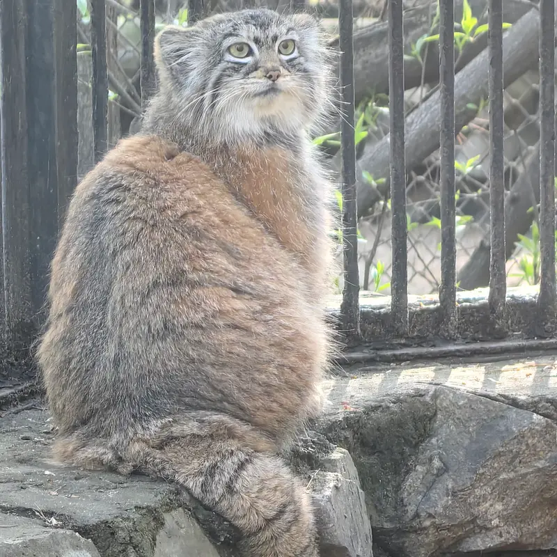 ノヴォシビルスク動物園のアーニャの写真
