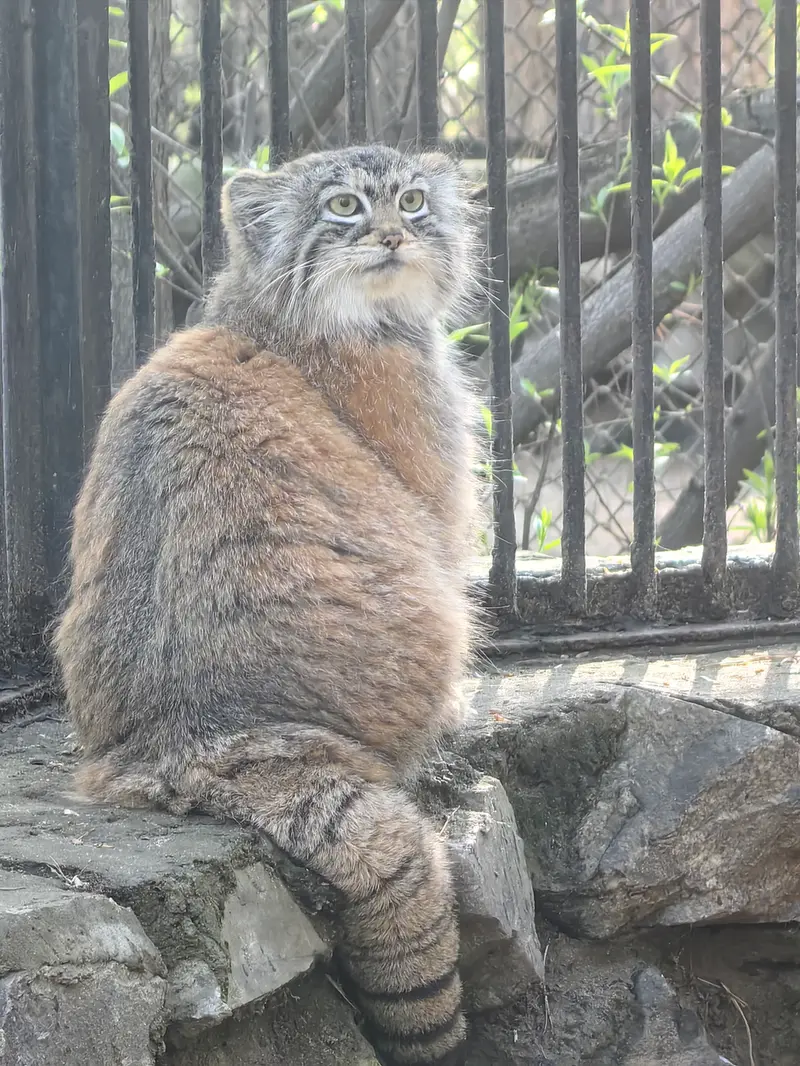 ノヴォシビルスク動物園のアーニャの写真