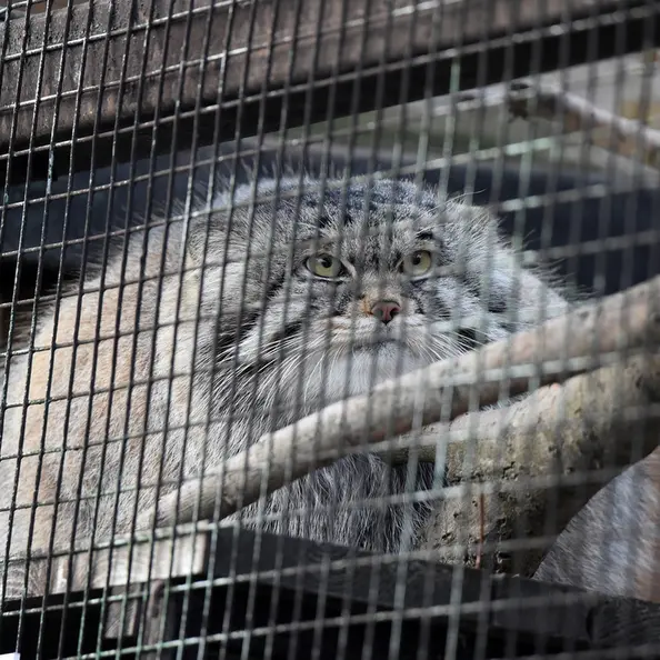 レニングラード動物園のアルタイの写真