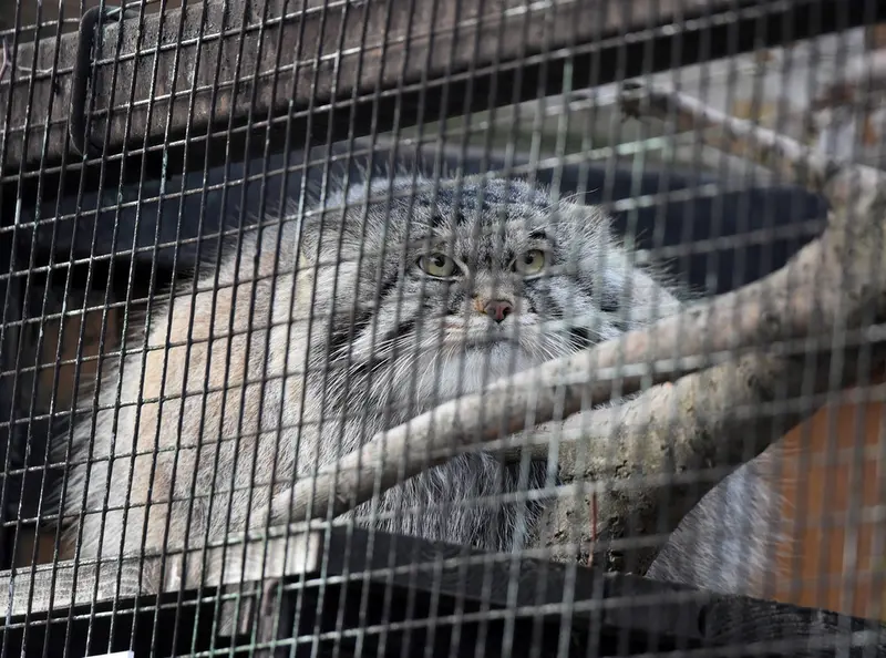 レニングラード動物園のアルタイの写真